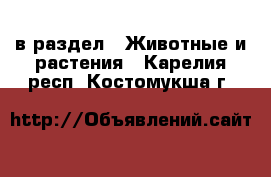  в раздел : Животные и растения . Карелия респ.,Костомукша г.